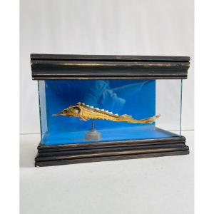 Naturalized Sturgeon 